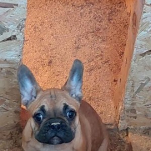 Francuski Buldog, prelepi štenci