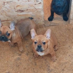 Francuski Buldog, prelepi štenci