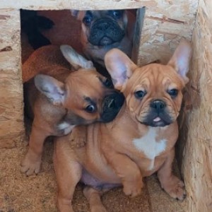Francuski Buldog, prelepi štenci