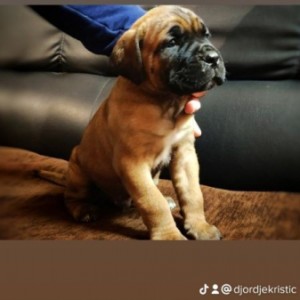 Cane Corso Kane Korso štenci