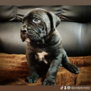 Cane Corso Kane Korso štenci