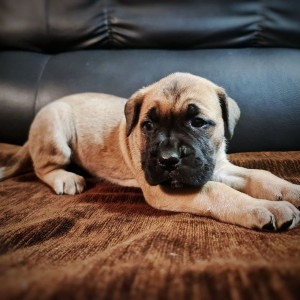 Cane Corso Kane Korso štenci