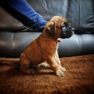 Cane Corso Kane Korso štenci