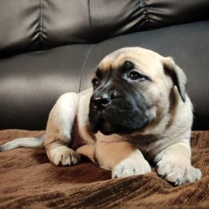 Cane Corso Kane Korso štenci
