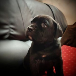 Cane Corso Kane Korso štenci