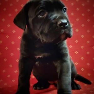 Cane Corso Kane Korso štenci