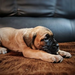 Cane Corso Kane Korso štenci