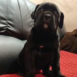 Cane Corso Kane Korso štenci
