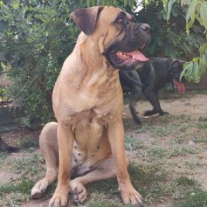 Cane Corso Kane Korso štenci
