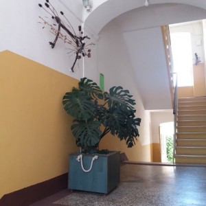 Prodaje se stan kod kastanjera