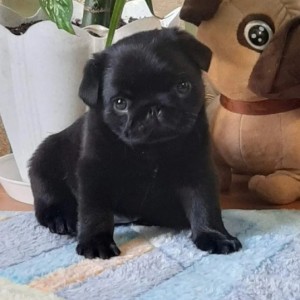 Mops i Si-cu stenci