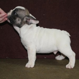 Francuski Buldog