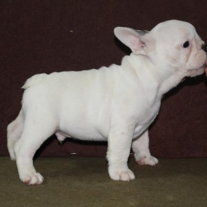 Francuski Buldog