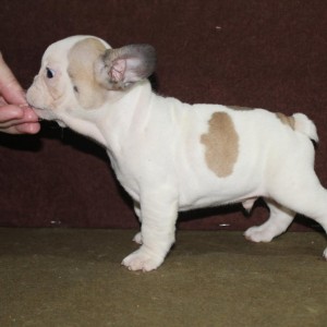 Francuski Buldog