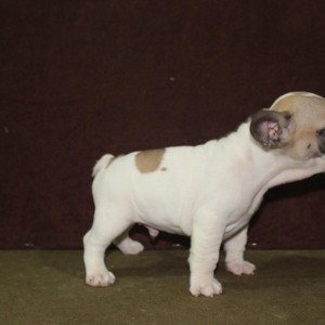 Francuski Buldog
