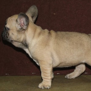 Francuski Buldog