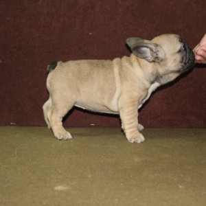 Francuski Buldog