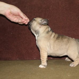 Francuski Buldog