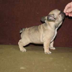 Francuski Buldog