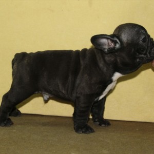 Francuski Buldog