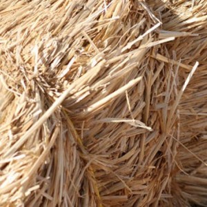 BALE SLAME - Kockaste - Dugo Selo