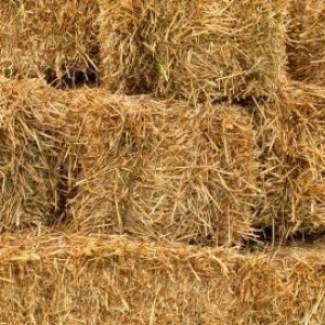 BALE SLAME - Kockaste - Dugo Selo