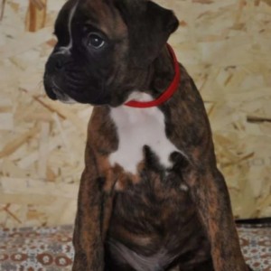 Nemacki boxer i Nemacki ovcar stenci