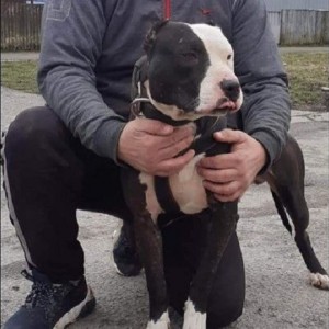 Pit bull stenci