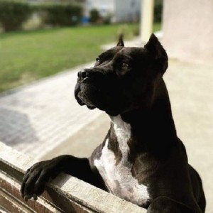 Pit bull stenci