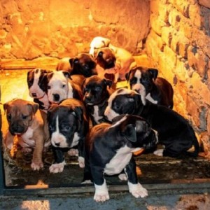 Pit bull stenci