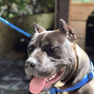 Pit bull stenci