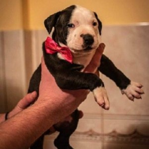 Pit bull stenci