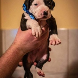 Pit bull stenci