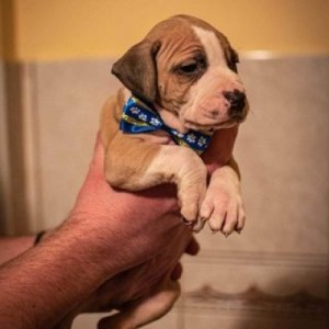 Pit bull stenci