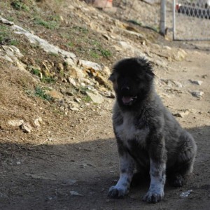 Kavkaski Ovčar TOP štenci