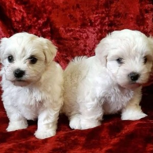 Francuski buldog i Coton de tulear stenci