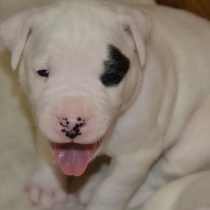 Dogo argentino i bulterijer stenci