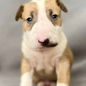 Dogo argentino i bulterijer stenci