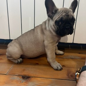 Francuski buldog stenci
