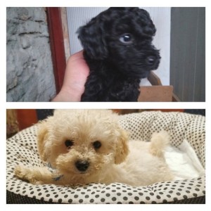 Mini pudle/poodle štenci - DOSTAVA