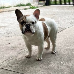 Francuski buldog