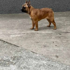 Francuski buldog
