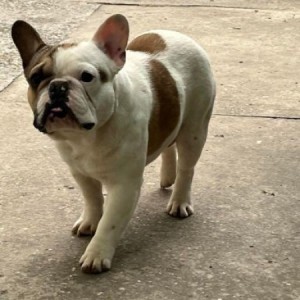 Francuski buldog