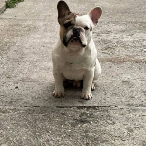Francuski buldog