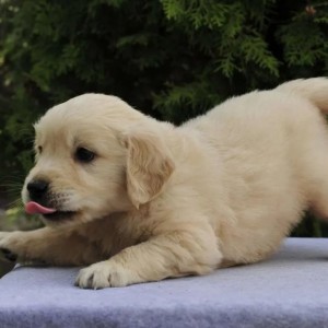 Labrador i Zlatni Retriver stenci