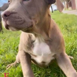 Pitbull Lilac štenci