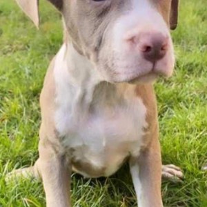Pitbull Lilac štenci
