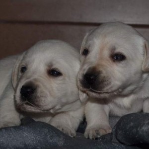Labrador retriver