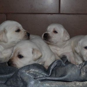Labrador retriver
