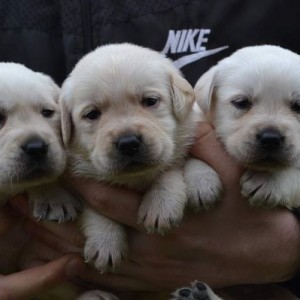 Labrador retriver